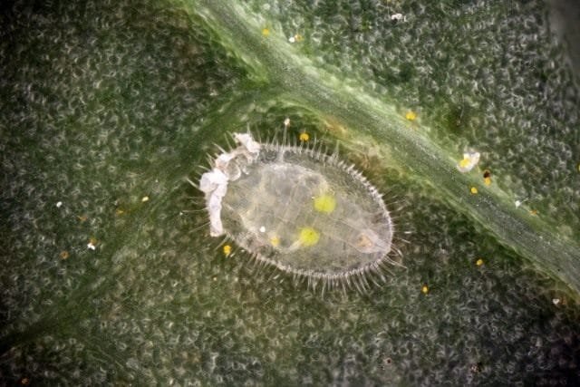 Witte vleugel en maatregelen om de plaag te bestrijden. Hoe kom je van whiteflies af? Foto