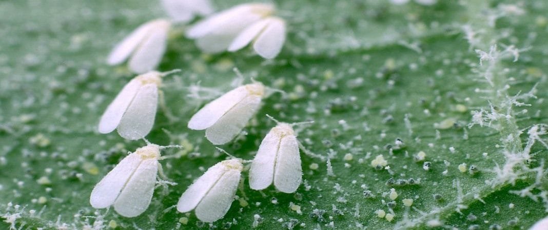 Witte vleugel en maatregelen om de plaag te bestrijden. Hoe kom je van whiteflies af? Foto