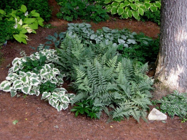 Witte planten voor elk seizoen. Lijst met witte kleuren met namen en foto's