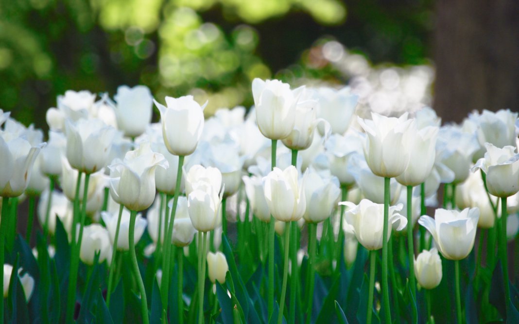 Witte planten voor elk seizoen. Lijst met witte kleuren met namen en foto's