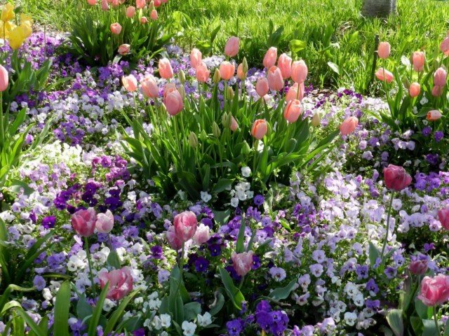 Witte planten voor elk seizoen. Lijst met witte kleuren met namen en foto's