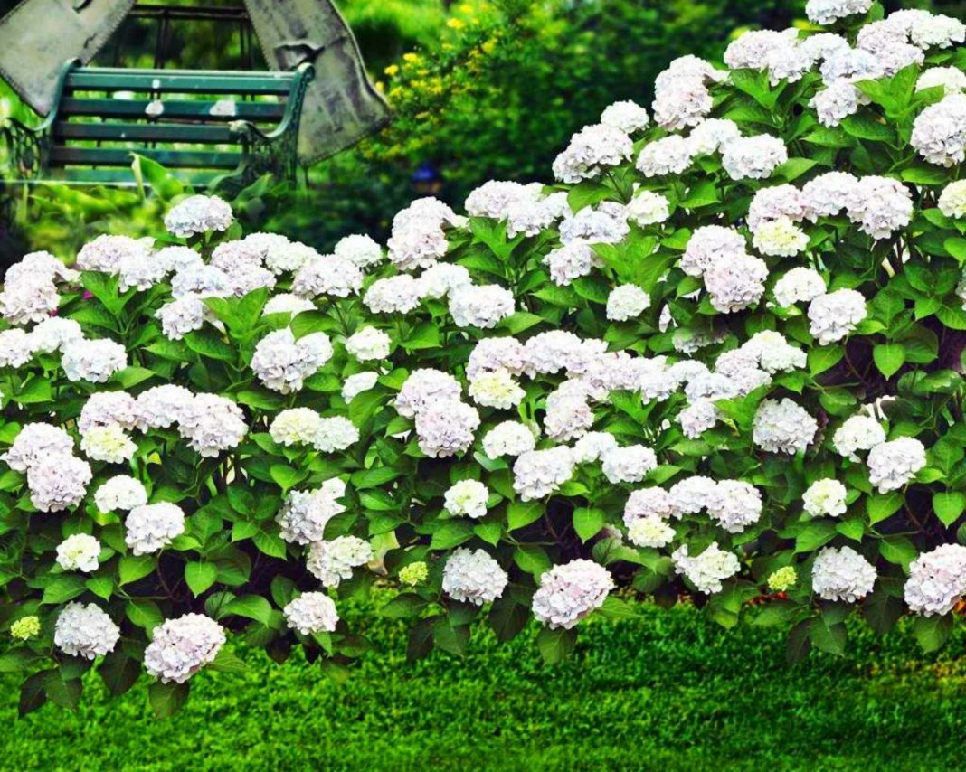 Witte planten voor elk seizoen. Lijst met witte kleuren met namen en foto's