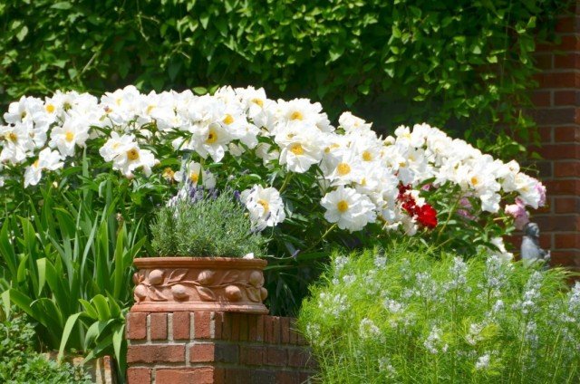 Witte planten voor elk seizoen. Lijst met witte kleuren met namen en foto's