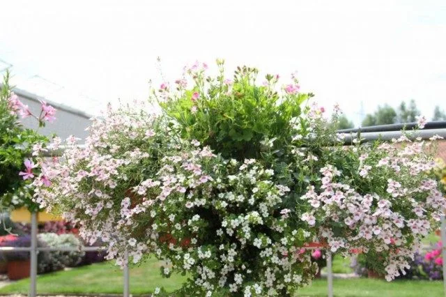 5 opties voor het ontwerpen van composities in containers. Selectie van bloemen voor containers, bloemverhalen, bloempots. Foto, Kaleyard 5 opties voor het ontwerpen van composities in containers. Selectie van bloemen voor containers, bloemverhalen, bloempots. Foto