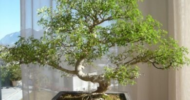 6 Beste planten voor Bonsai. Wat moet je bonsai laten groeien? Lijst met namen met foto - pagina 2 van 7