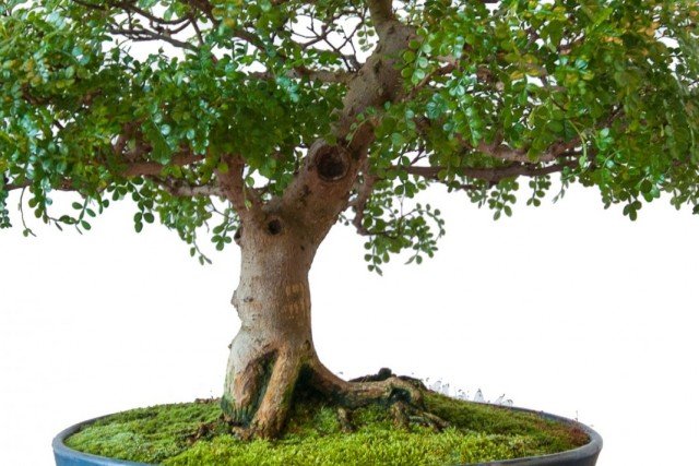 6 Beste planten voor Bonsai. Wat moet je bonsai laten groeien? Lijst met namen met foto - pagina 2 van 7