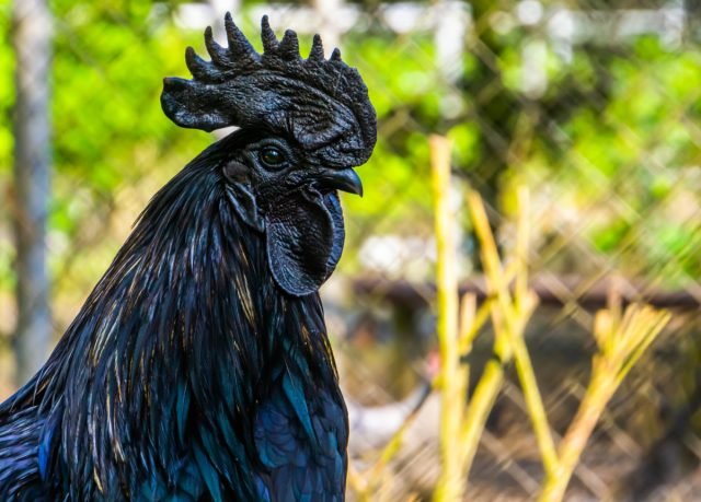 Absoluut zwarte kip ayam tsemani: kenmerken van het ras en mythen van verkopers. Foto