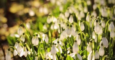 Witte primroses voor de lentebloemtuin. Foto