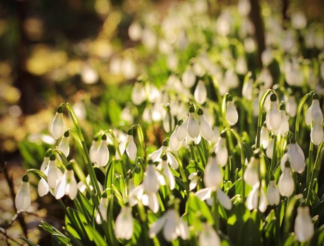 Witte primroses voor de lentebloemtuin. Foto