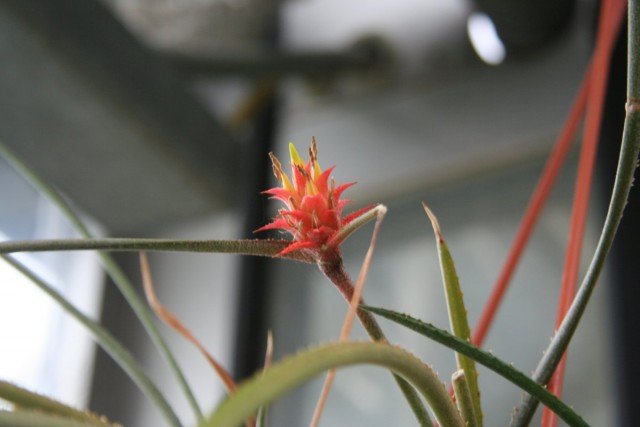 Acantostachis is een pretentieloze epiphyte van Bromeliev. Zorg thuis. Foto