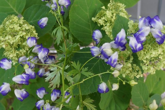 Aconit en Hydrangea zijn een ideaal stel voor een schaduwrijke bloementuin. Variëteiten, combinatie en zorg. Foto