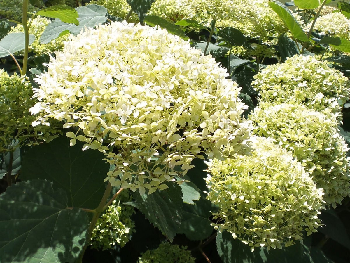 Aconit en Hydrangea zijn een ideaal stel voor een schaduwrijke bloementuin. Variëteiten, combinatie en zorg. Foto