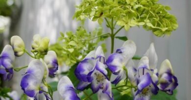 Aconit en Hydrangea zijn een ideaal stel voor een schaduwrijke bloementuin. Variëteiten, combinatie en zorg. Foto