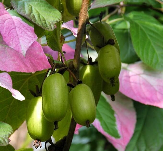 Kolomict Actinidia is de Vine Oosten -wijnstok met tropisch fruit. Variëteiten, voorwaarden, zorg. Foto