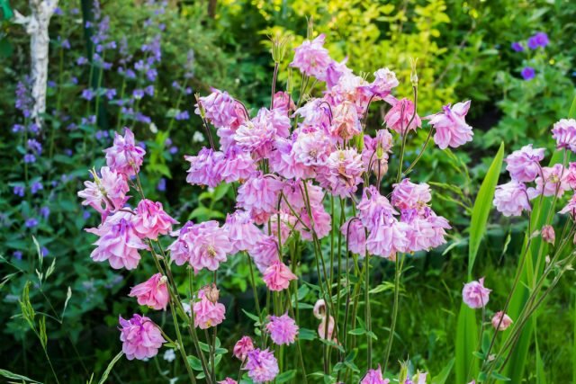 Aquilegia, of waterkap - Gebruik in het ontwerp van de tuin en niet alleen. Beschrijving van variëteiten. Foto