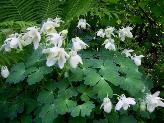 Aquilegia, of waterkap - Gebruik in het ontwerp van de tuin en niet alleen. Beschrijving van variëteiten. Foto