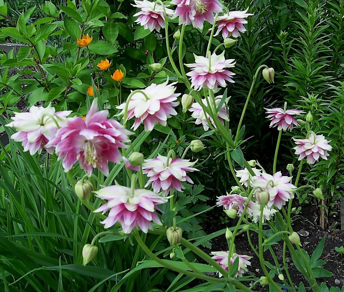 Aquilegia, of waterkap - Gebruik in het ontwerp van de tuin en niet alleen. Beschrijving van variëteiten. Foto