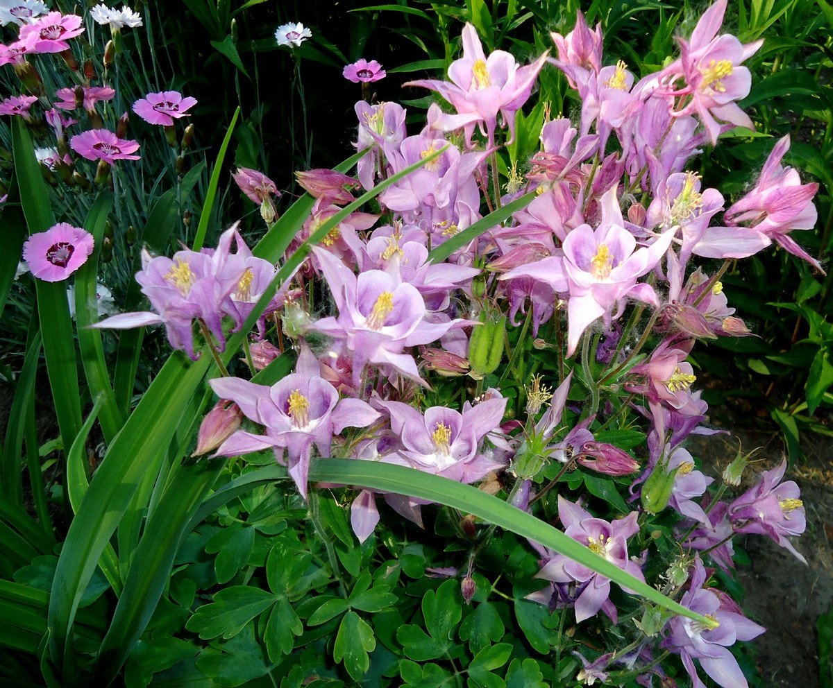 Aquilegia, of waterkap - Gebruik in het ontwerp van de tuin en niet alleen. Beschrijving van variëteiten. Foto