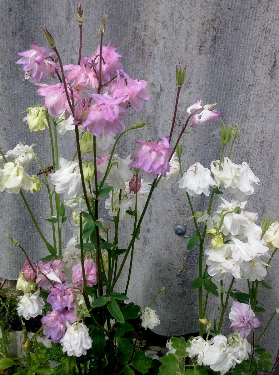 Aquilegia, of waterkap - Gebruik in het ontwerp van de tuin en niet alleen. Beschrijving van variëteiten. Foto