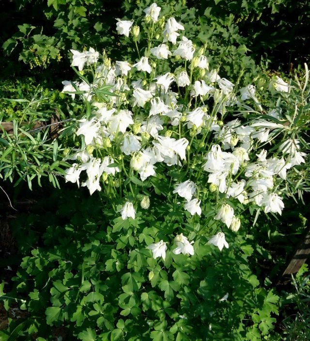 Aquilegia, of waterkap - Gebruik in het ontwerp van de tuin en niet alleen. Beschrijving van variëteiten. Foto