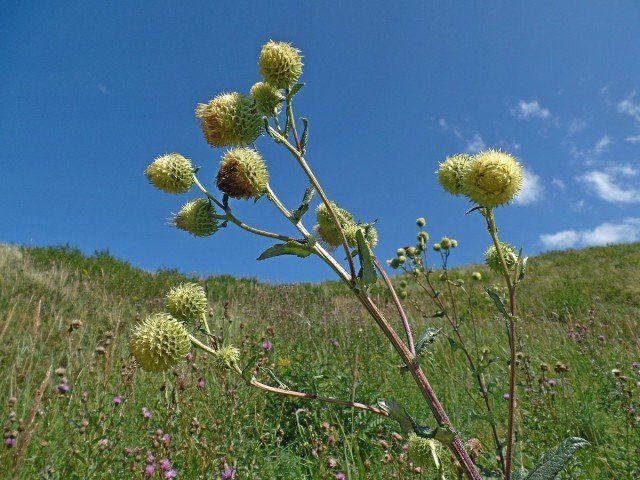 Mysterieuze Alfredia. Ataman-Grass. Zorg, groeien, reproductie. Sukhotzet. Foto