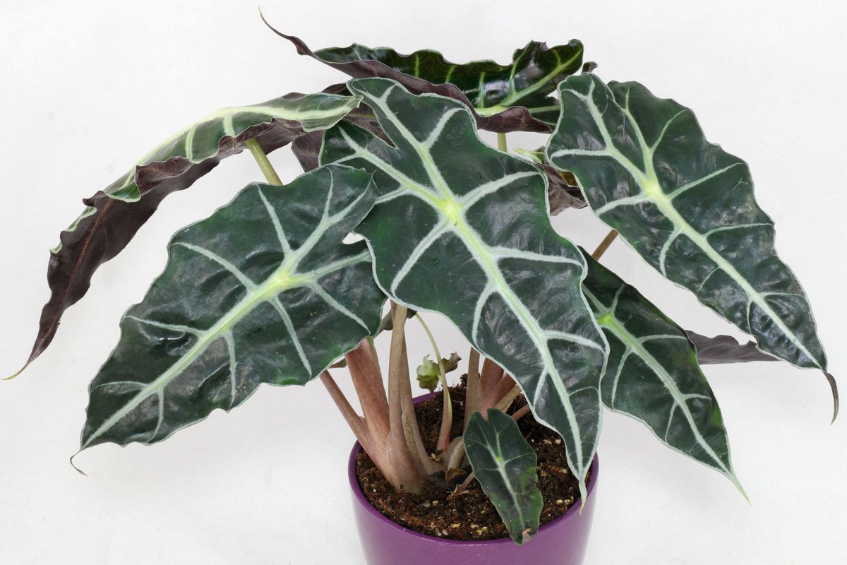 Alocasia is ongelooflijk spectaculaire bladeren in de juiste omstandigheden. Typen en variëteiten. Zorg. Foto