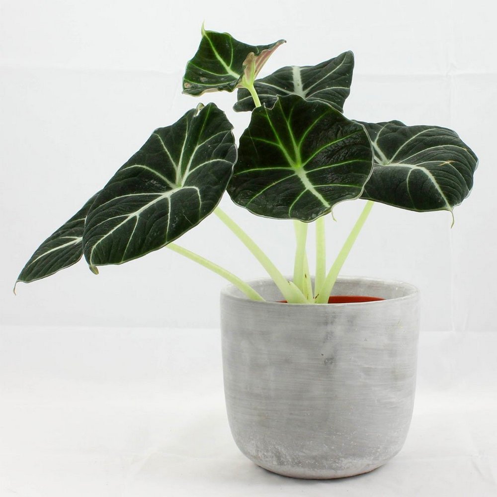 Alocasia is ongelooflijk spectaculaire bladeren in de juiste omstandigheden. Typen en variëteiten. Zorg. Foto