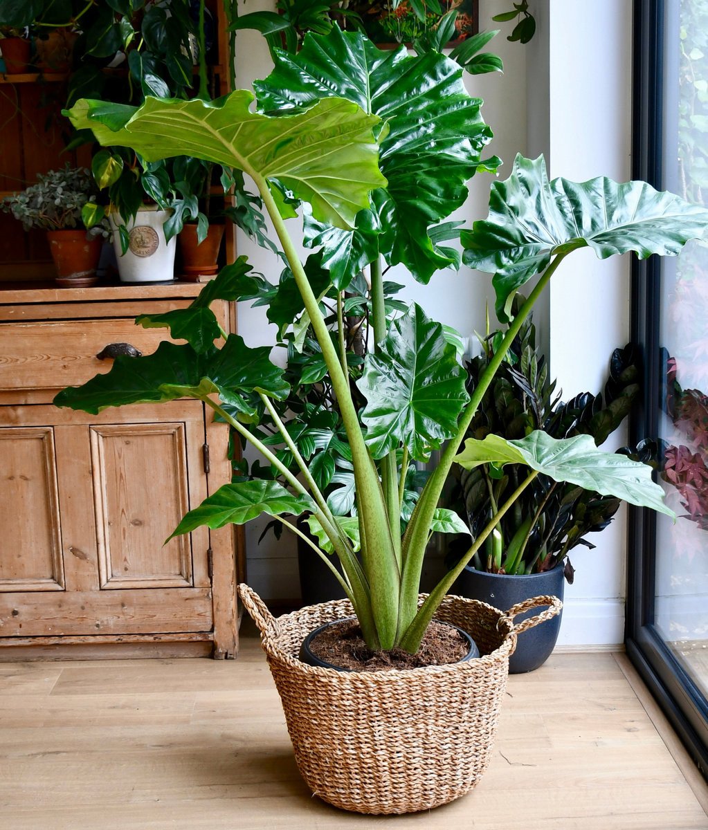 Alocasia is ongelooflijk spectaculaire bladeren in de juiste omstandigheden. Typen en variëteiten. Zorg. Foto