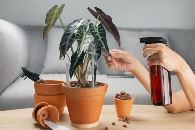 Alocasia is ongelooflijk spectaculaire bladeren in de juiste omstandigheden. Typen en variëteiten. Zorg. Foto