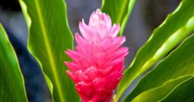 Alpinia - helder gebladerte en prachtige bloeiwijze. Zorg thuis. Foto