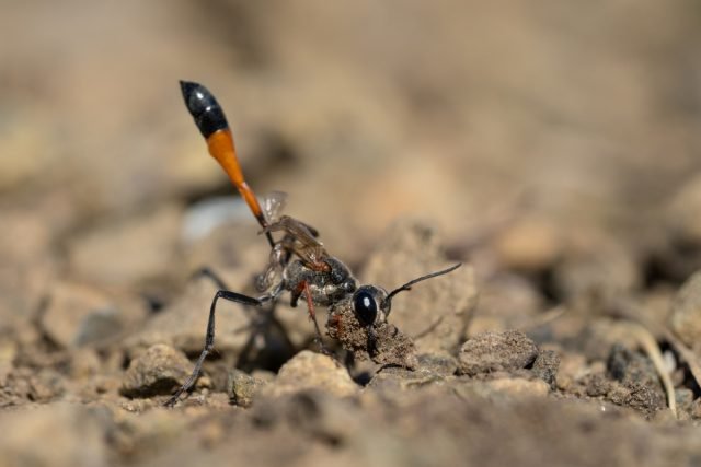 Ammofielen - Wat zijn deze mopperende wespen interessant? Types, beschrijving, voeding. Foto