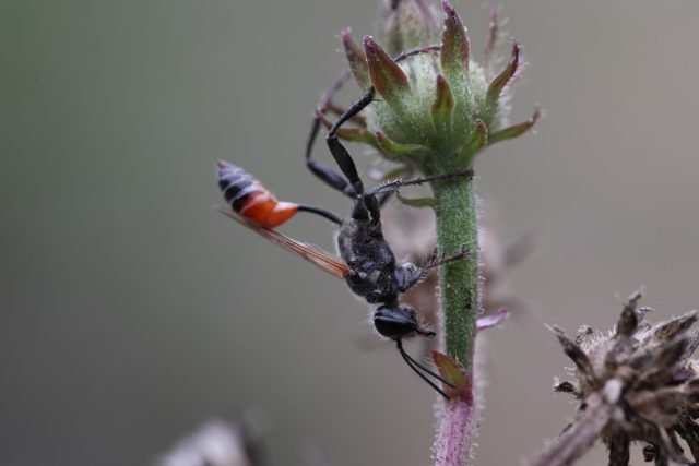 Ammofielen - Wat zijn deze mopperende wespen interessant? Types, beschrijving, voeding. Foto