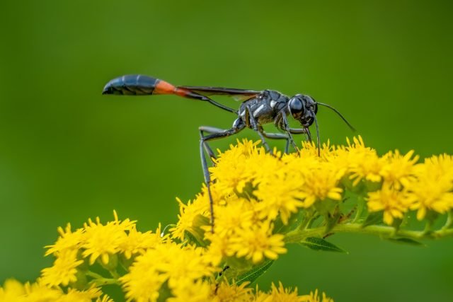 Ammofielen - Wat zijn deze mopperende wespen interessant? Types, beschrijving, voeding. Foto