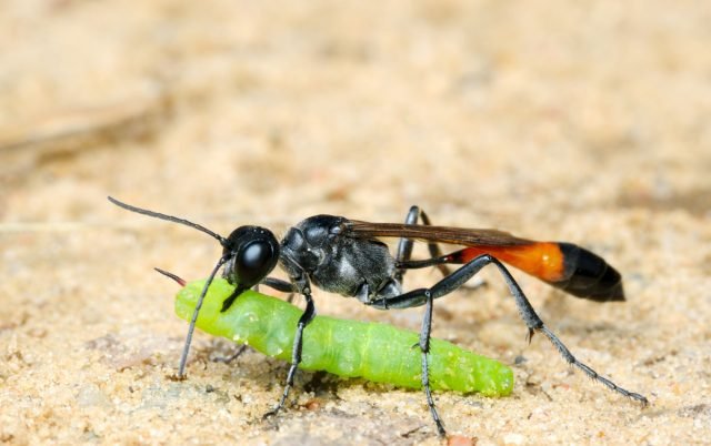 Ammofielen - Wat zijn deze mopperende wespen interessant? Types, beschrijving, voeding. Foto