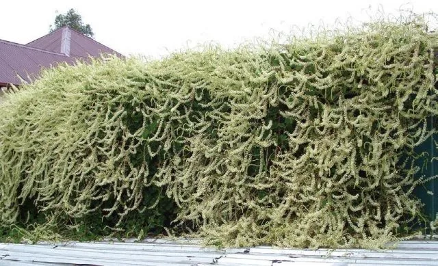 Angreder is een Hardy Vine-Tropicanka, dat de tuin zou moeten diversifiëren. Groeien in de Kuban en in de middelste baan. Foto