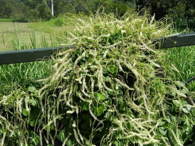 Angreder is een Hardy Vine-Tropicanka, dat de tuin zou moeten diversifiëren. Groeien in de Kuban en in de middelste baan. Foto