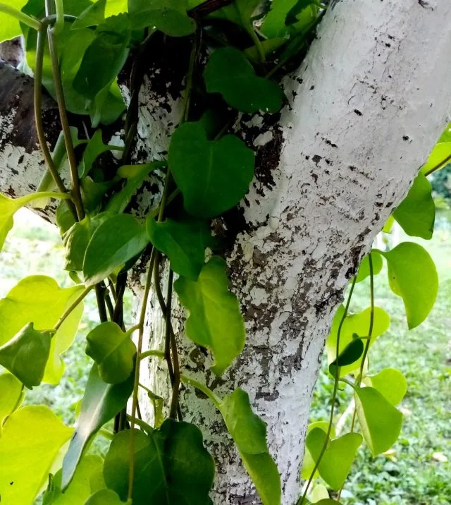 Angreder is een Hardy Vine-Tropicanka, dat de tuin zou moeten diversifiëren. Groeien in de Kuban en in de middelste baan. Foto