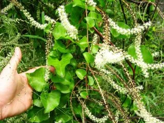 Angreder is een Hardy Vine-Tropicanka, dat de tuin zou moeten diversifiëren. Groeien in de Kuban en in de middelste baan. Foto