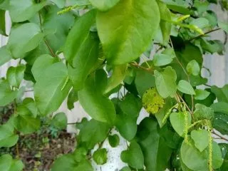 Angreder is een Hardy Vine-Tropicanka, dat de tuin zou moeten diversifiëren. Groeien in de Kuban en in de middelste baan. Foto