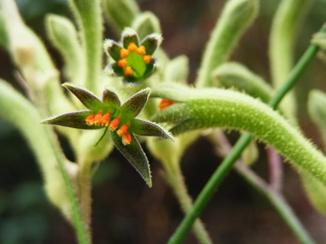 Anigosanthos, of kangaroos. Zorg, groeien, reproductie. Ziekten en ongedierte. Foto