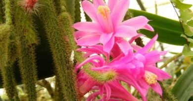 Aporocactus - "rattenstaart" met luxueuze bloemen. Dizokaktus. Zorg thuis. Foto