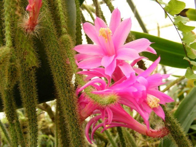 Aporocactus - "rattenstaart" met luxueuze bloemen. Dizokaktus. Zorg thuis. Foto