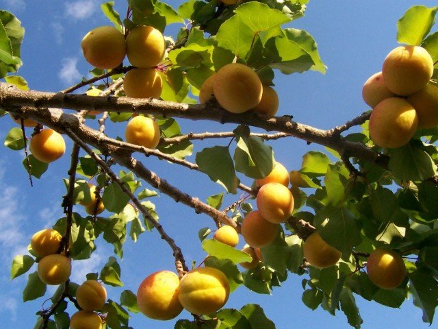 Abrikoos is een zonnig fruit. Groeien. Zorg