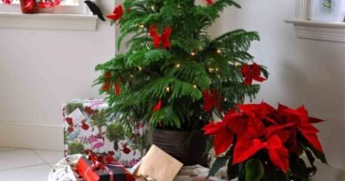 Een levende kerstboom is een heerlijke Araucaria. Zorg thuis. Foto