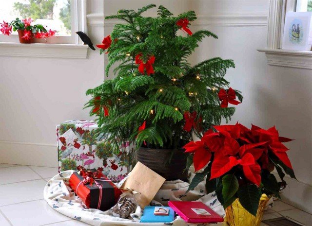 Een levende kerstboom is een heerlijke Araucaria. Zorg thuis. Foto