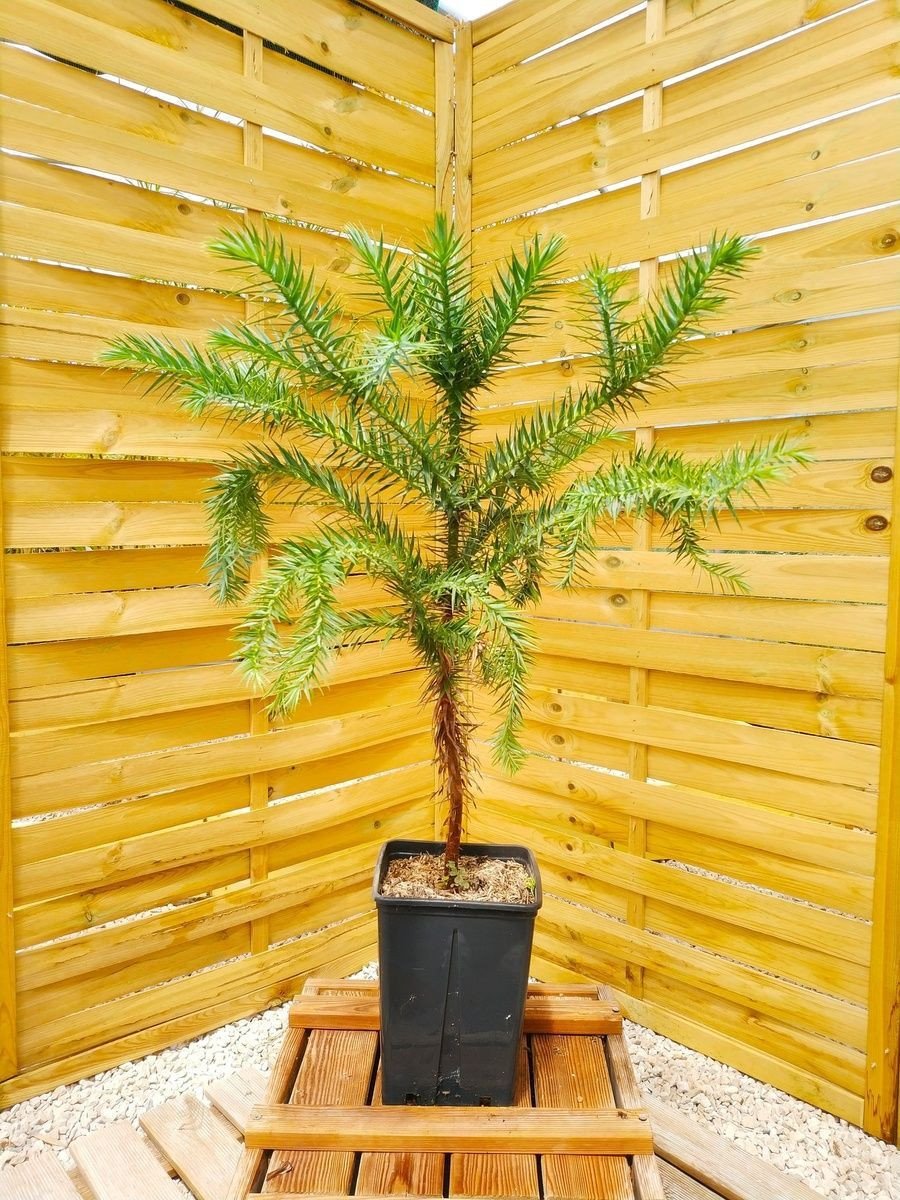 Araukaria is een kerstboom met kamer. Zorg thuis. Foto