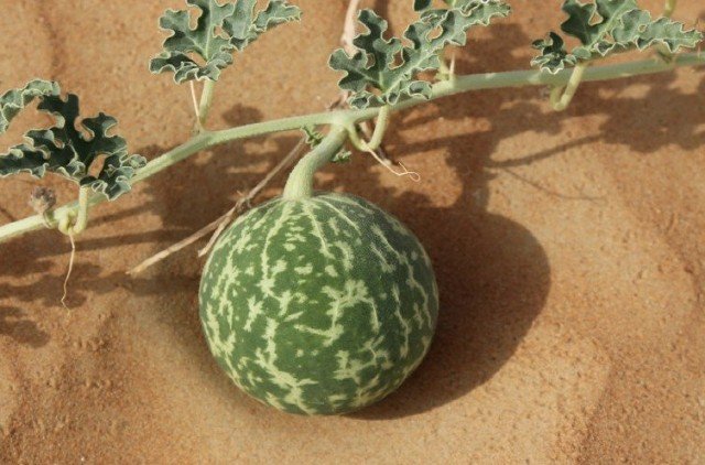 Watermeloen - Landbouwtechnologie, interessante feiten over planten en de beste variëteiten, ziekten en ongedierte. Foto