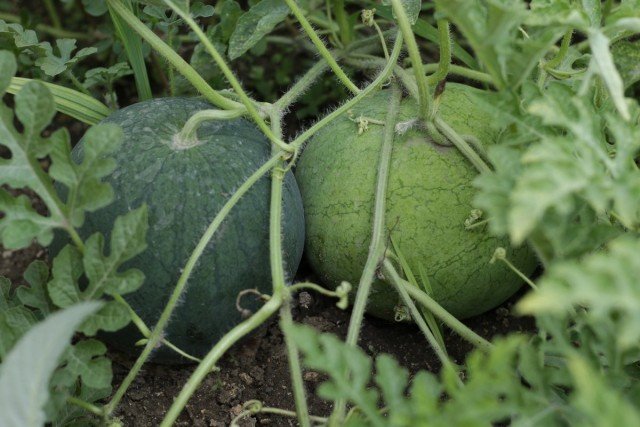 Watermeloen - Landbouwtechnologie, interessante feiten over planten en de beste variëteiten, ziekten en ongedierte. Foto