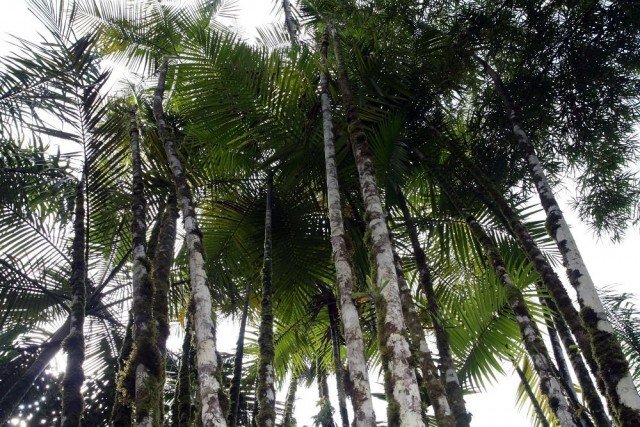 Chrysalidocarpus is een gouden vrucht. Zorg, groeien. Palm. Foto.