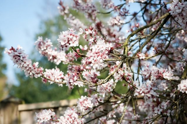 De aroma's van de veertuin, of welke planten en welke geur in het voorjaar? Foto